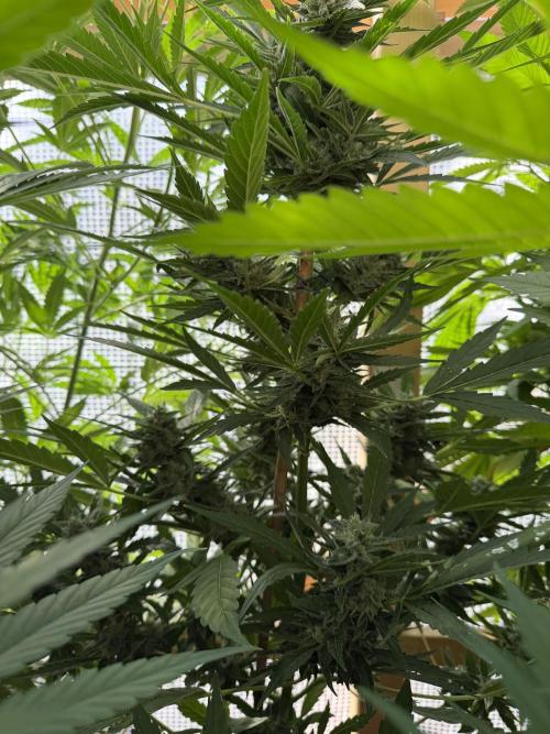 Autoflower Outdoor 2026. Week 9