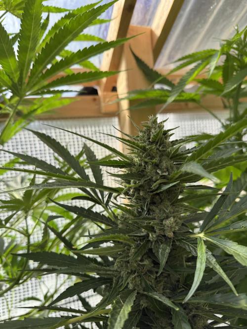 Autoflower Outdoor 2026. Week 9