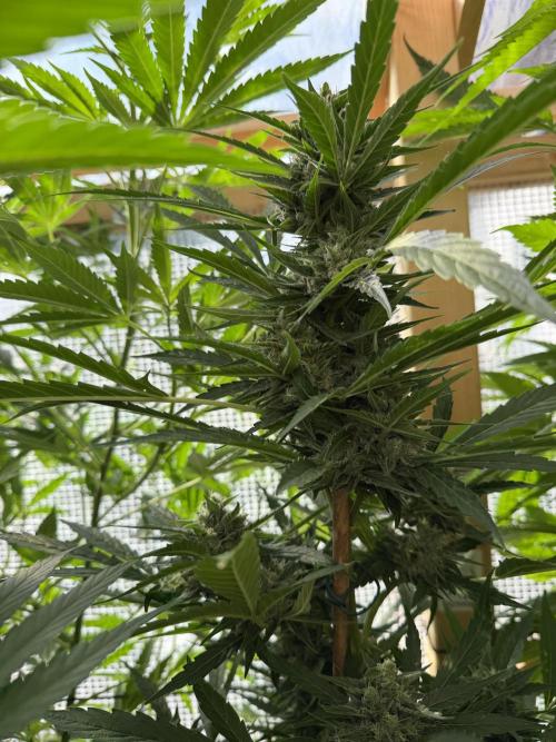 Autoflower Outdoor 2026. Week 9