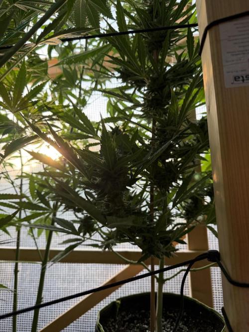 Autoflower Outdoor 2026. Week 10