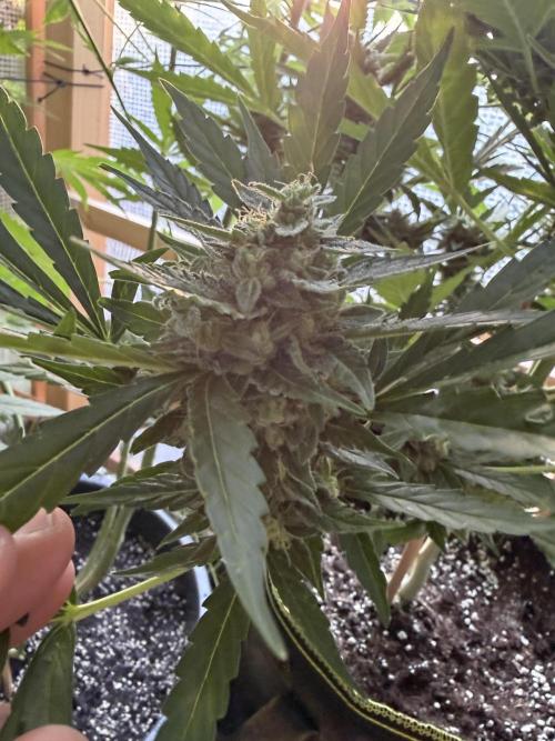 Autoflower Outdoor 2026. Week 10