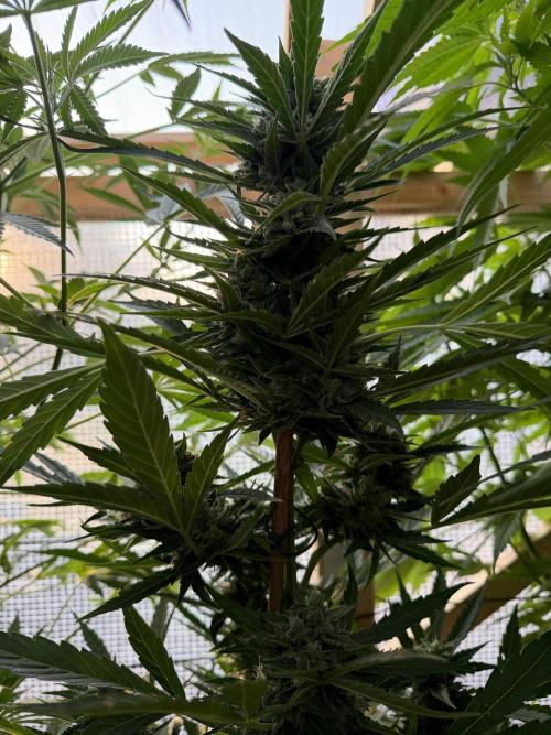 Autoflower Outdoor 2026. Week 10