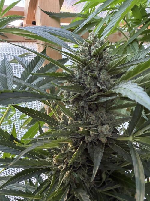 Autoflower Outdoor 2026. Week 10