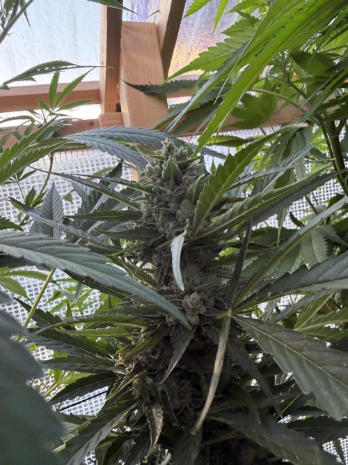 Autoflower Outdoor 2026. Week 10