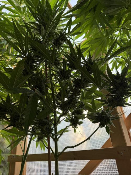 Autoflower Outdoor 2026. Week 10