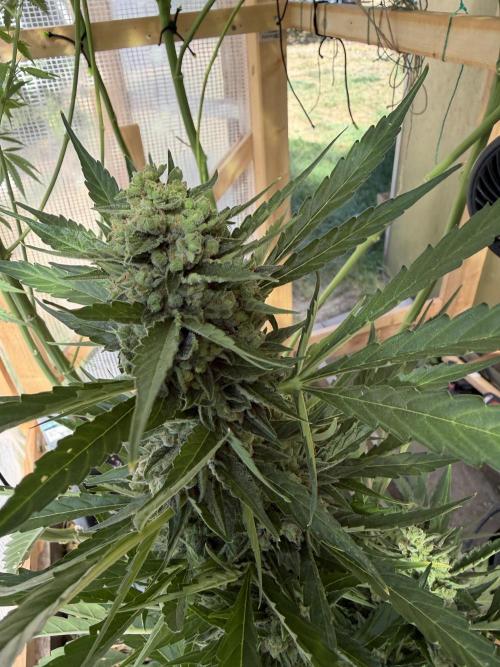Autoflower Outdoor 2026. Week 11