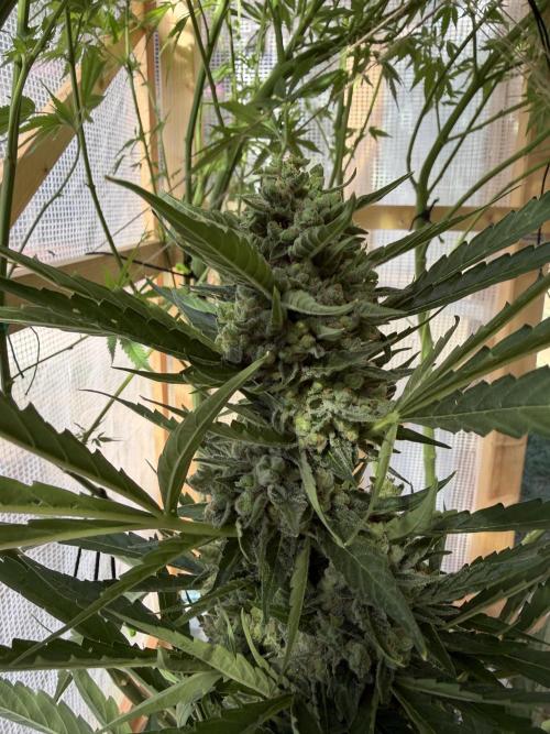 Autoflower Outdoor 2026. Week 11
