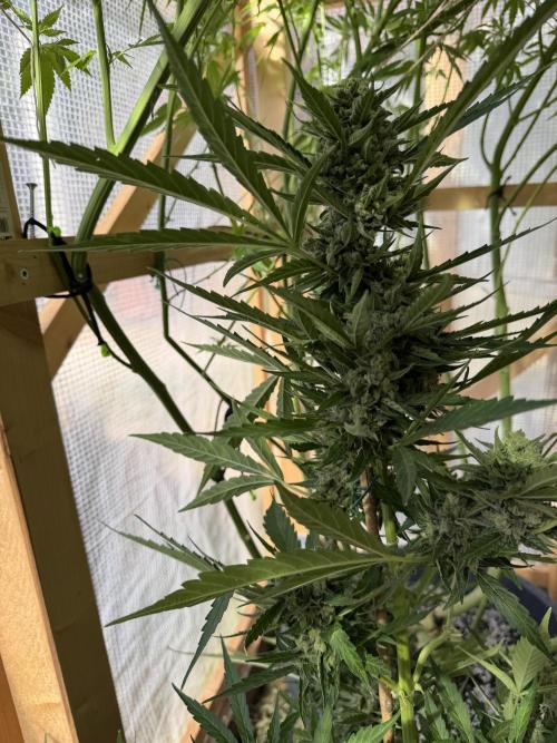 Autoflower Outdoor 2026. Week 11