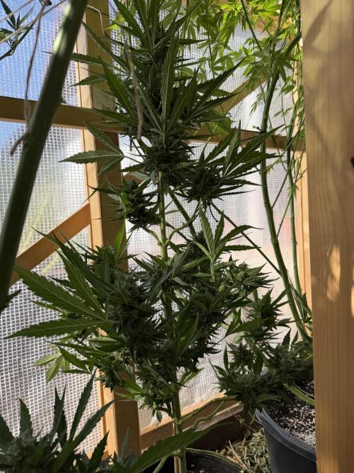 Autoflower Outdoor 2026. Week 11