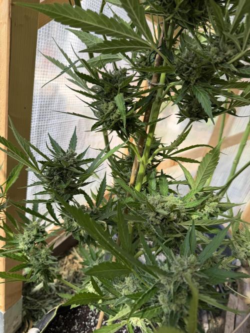 Auto Orange Bud. Week 11