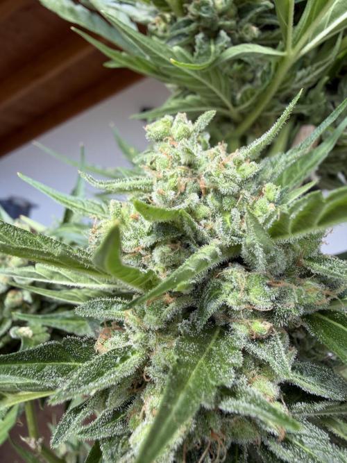 Autoflower Outdoor 2026. Week 12