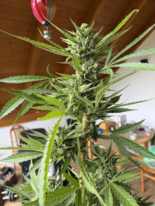 Autoflower Outdoor 2026. Week 12