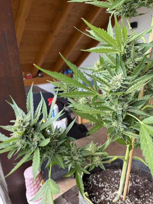 Autoflower Outdoor 2026. Week 12
