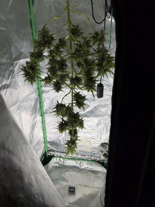 Autoflower Outdoor 2026. Week 12