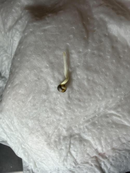 Skunk #11 Dutch Passion 2026. Week 0