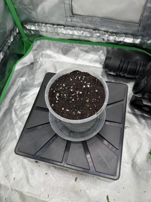 Skunk #11 Dutch Passion 2026. Week 0