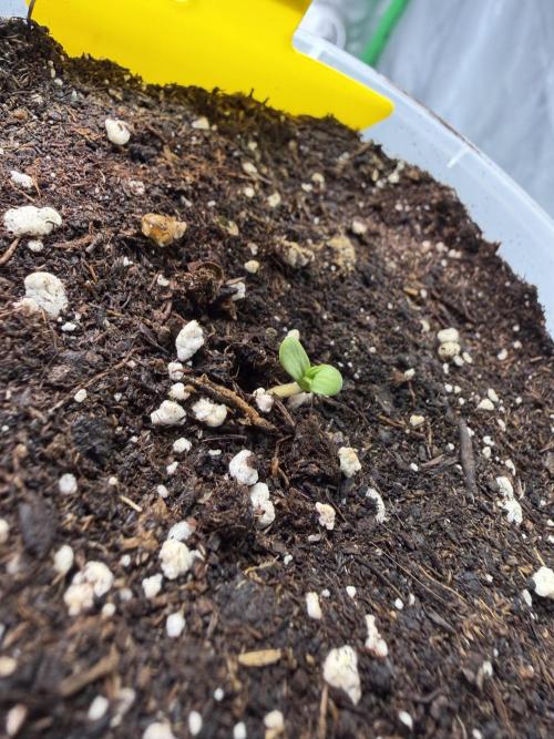 Skunk #11. Week 0