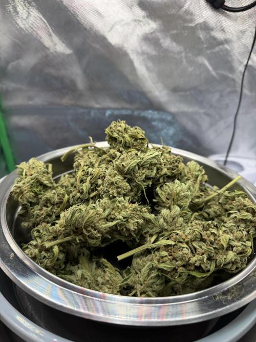 Autoflower Outdoor 2026. Week 13