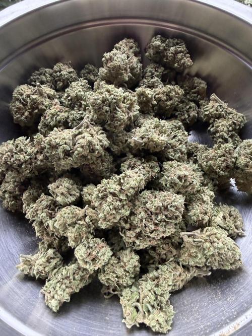 Autoflower Outdoor 2026. Week 13