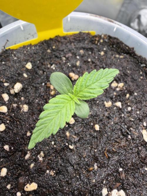Skunk #11 Dutch Passion 2026. Week 0