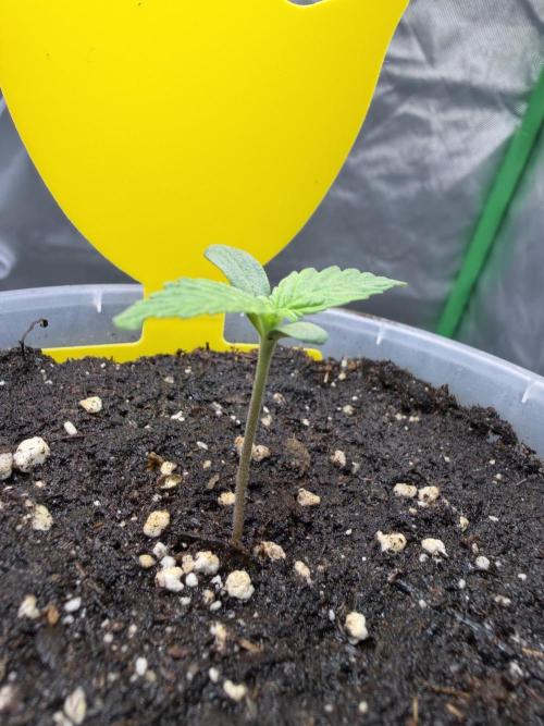 Skunk #11. Week 0