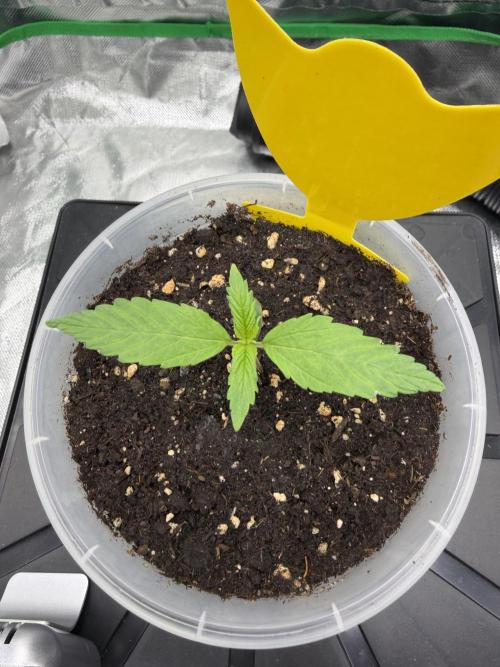 Skunk #11 Dutch Passion 2026. Week 1
