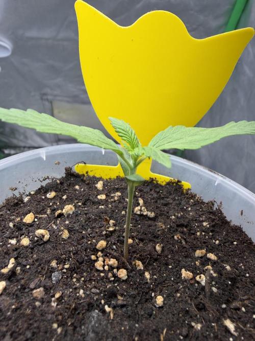 Skunk #11 Dutch Passion 2026. Week 1