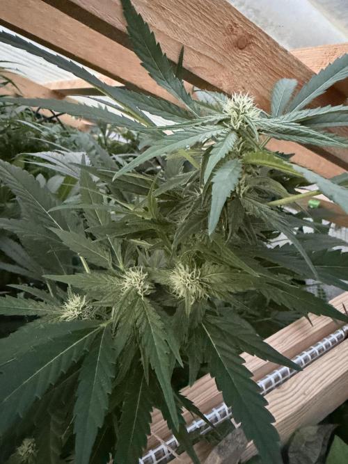 Outdoor 2026. Week 17