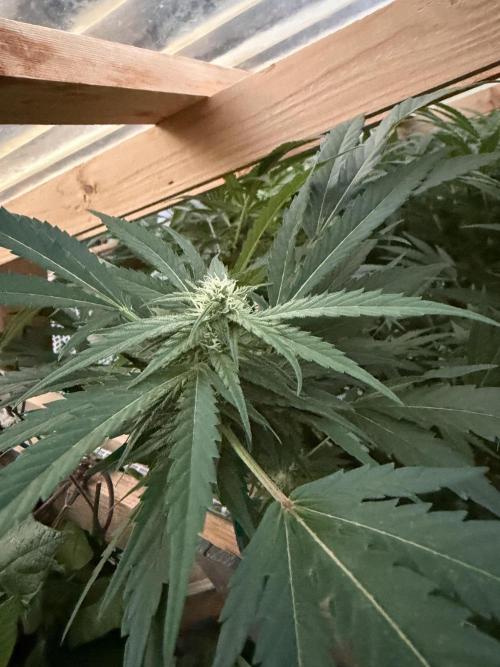 Outdoor 2026. Week 17
