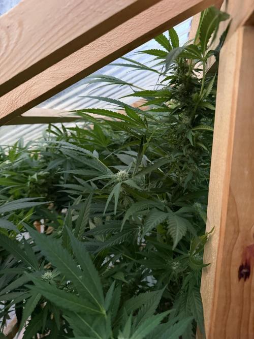 Outdoor 2026. Week 17