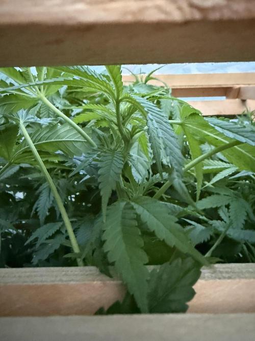 Outdoor 2026. Week 17