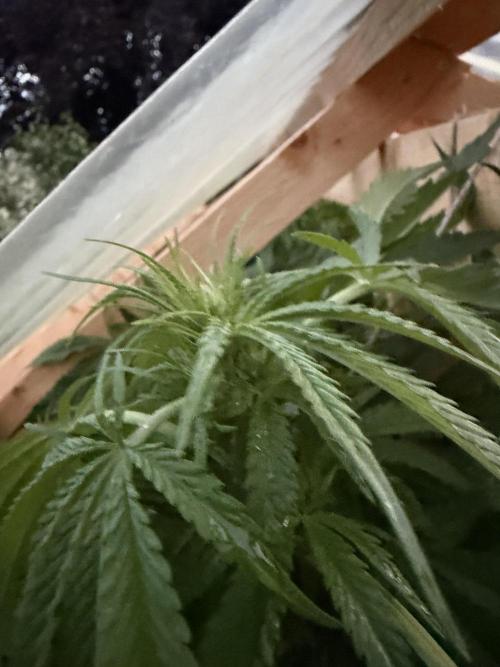 Outdoor 2026. Week 17