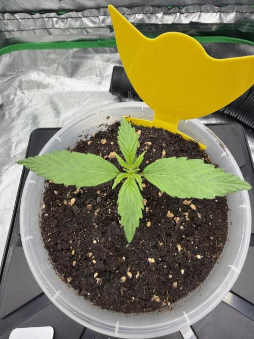 Skunk #11 Dutch Passion 2026. Week 1