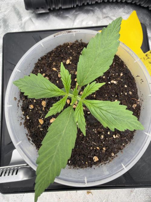 Skunk #11 Dutch Passion 2026. Week 1