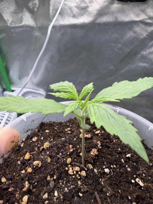 Skunk #11 Dutch Passion 2026. Week 1