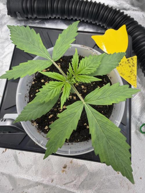 Skunk #11 Dutch Passion 2026. Week 1