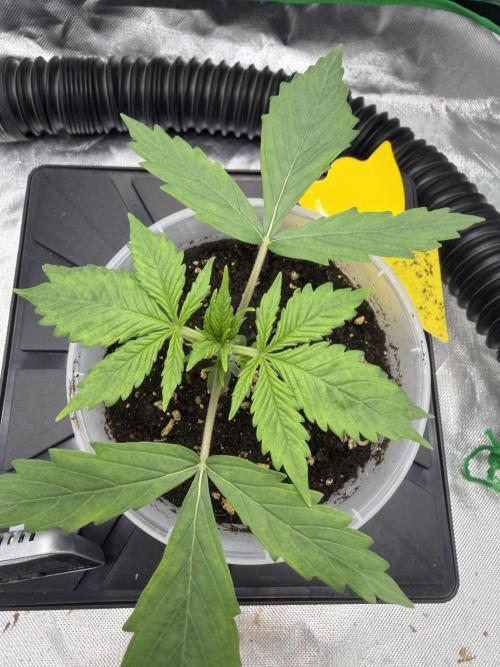 Skunk #11 Dutch Passion 2026. Week 1