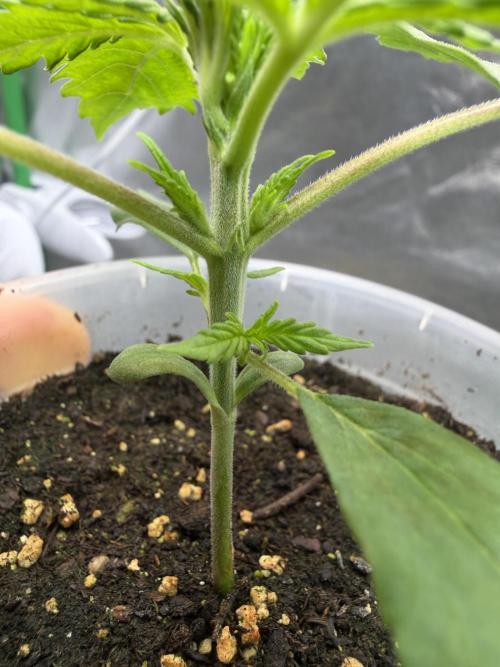 Skunk #11 Dutch Passion 2026. Week 1