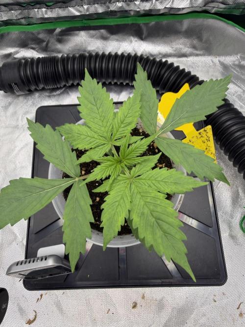 Skunk #11 Dutch Passion 2026. Week 2