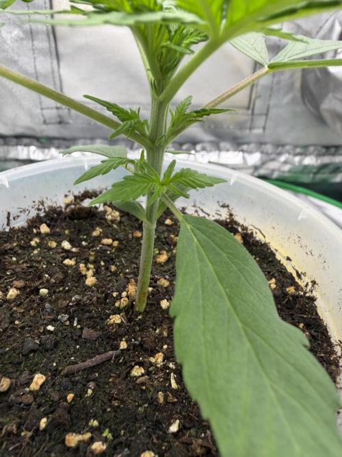 Skunk #11 Dutch Passion 2026. Week 2