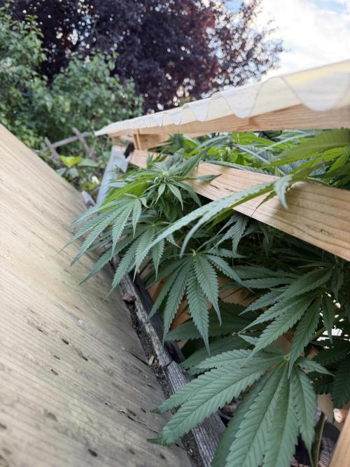 Outdoor 2026. Week 18