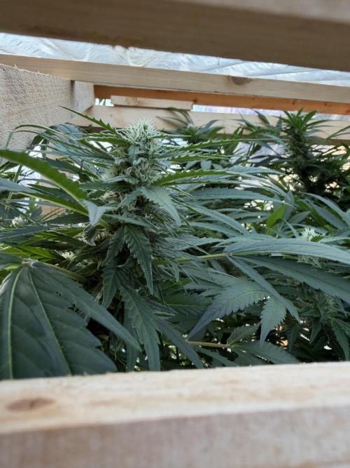 Outdoor 2026. Week 18