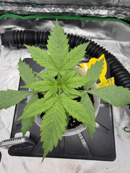 Skunk #11. Week 2