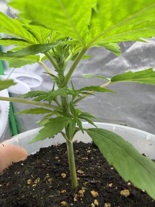 Skunk #11 Dutch Passion 2026. Week 2