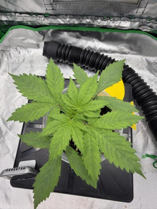Skunk #11. Week 2
