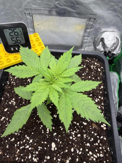 Skunk #11 Dutch Passion 2026. Week 2