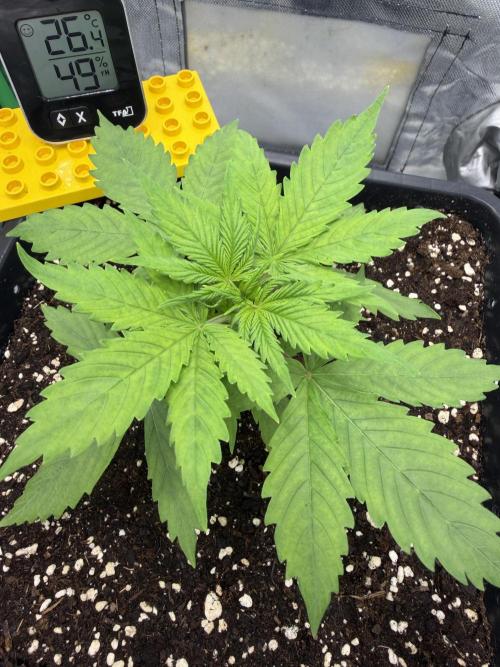 Skunk #11 Dutch Passion 2026. Week 2