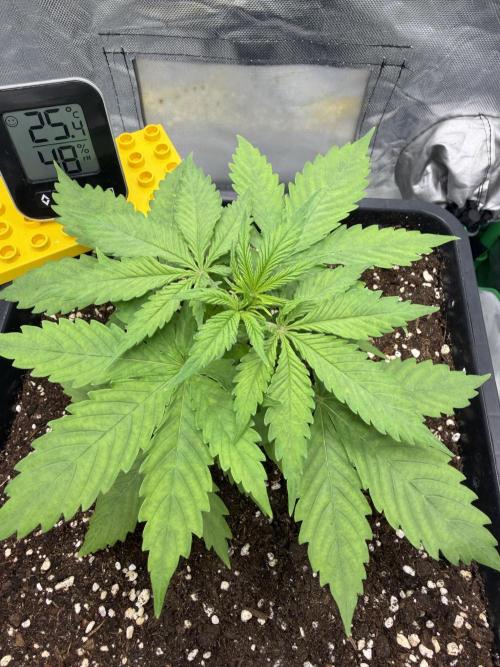 Skunk #11 Dutch Passion 2026. Week 2
