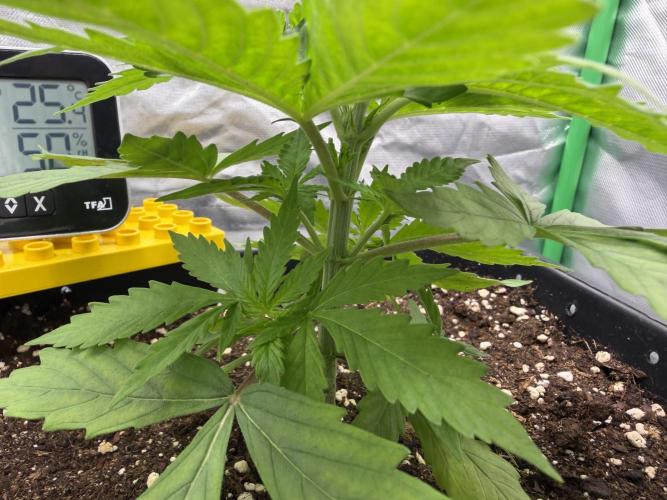Skunk #11 Dutch Passion 2026. Week 2