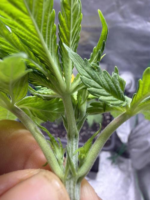 Skunk #11 Dutch Passion 2026. Week 3